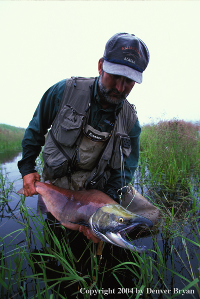 Flyfisherman with Alaskan salmon.