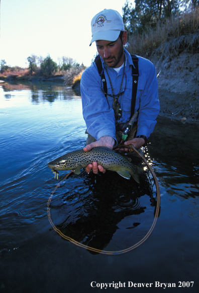 Flyfisherman releasing brown trout.