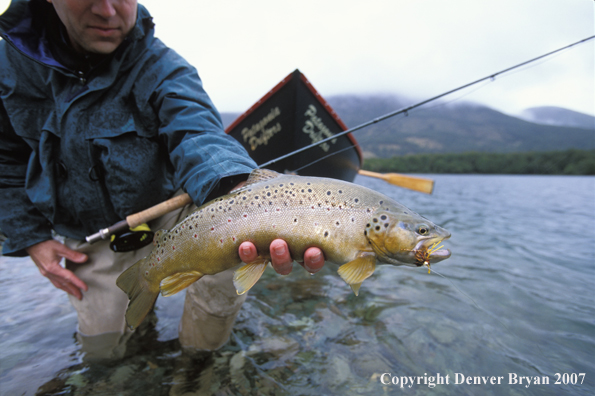 Brown Trout.