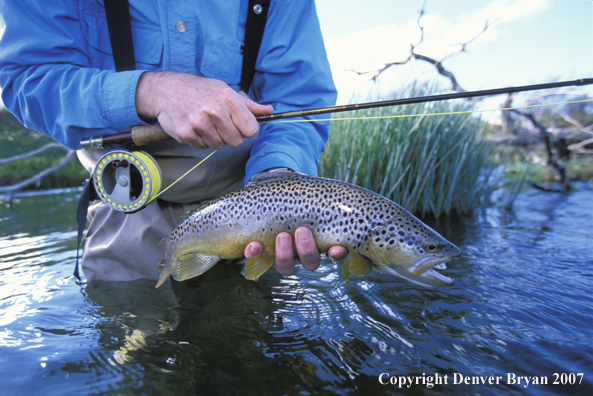 Brown Trout.