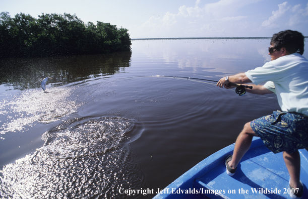 Tarpon