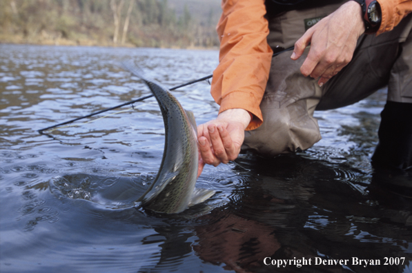 Flyfisherman releasing steelhead.