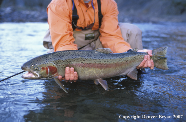 Flyfisherman releasing steelhead.