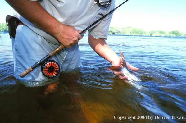 Flyfisherman releasing tigerfish. 