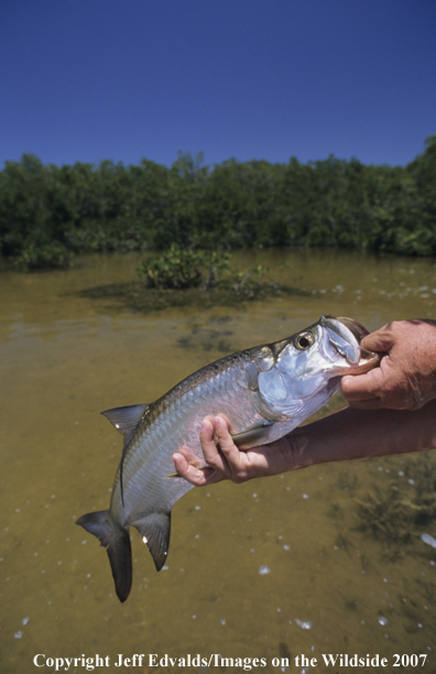 Tarpon