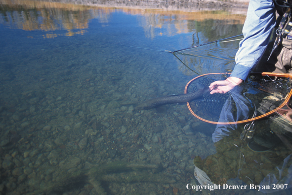 Brown trout being released.