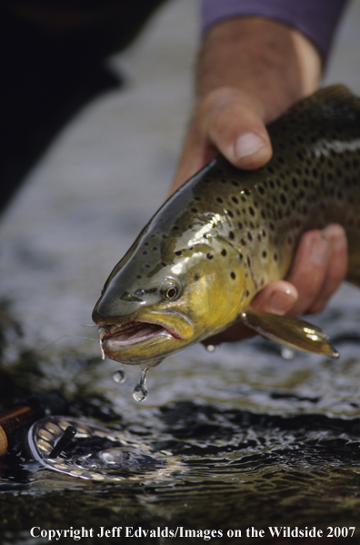 Brown Trout