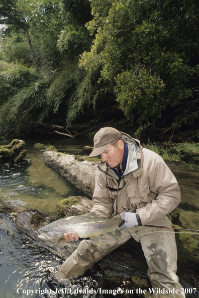 Brown Trout