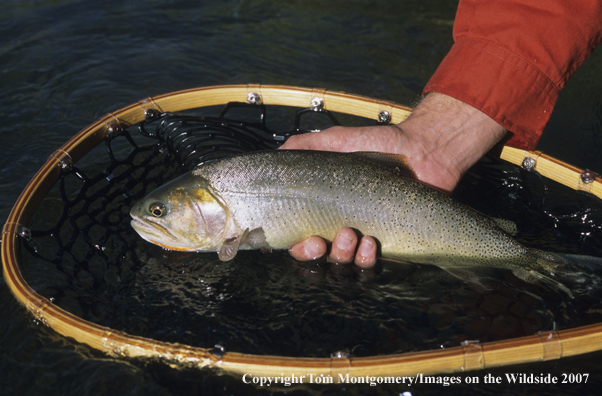 Cutthroat Trout