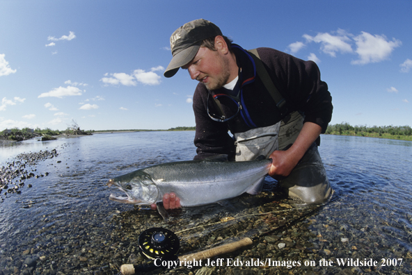 Flyfisherman with nice Silver Salmon