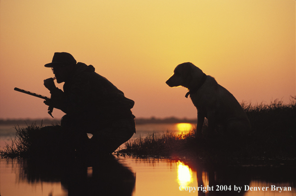 Waterfowl hunter calling birds with Lab. 