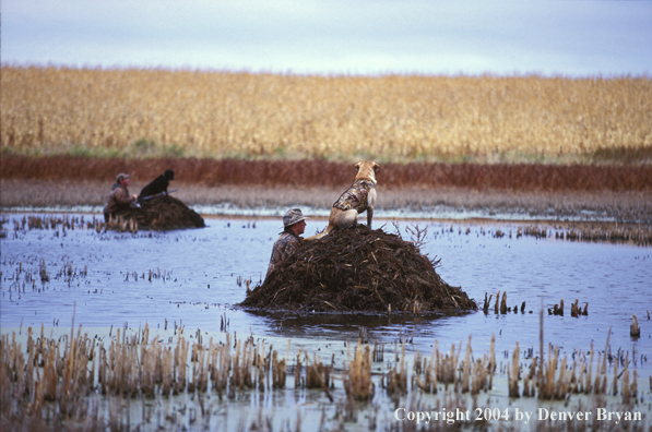 Waterfowl hunters with Labs. 