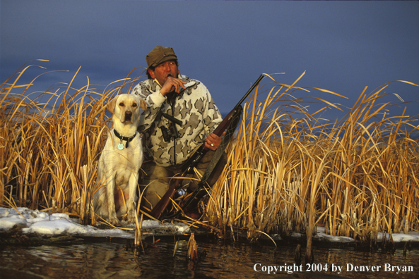 Waterfowl hunter with yellow Lab calling birds.