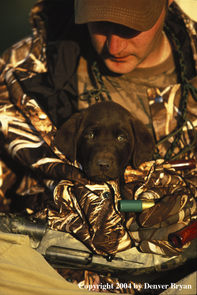 Chocolate Labrador Retriever pup with hunter. 