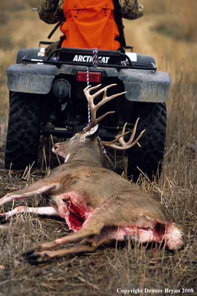 White-tailed deer hunter with downed deer