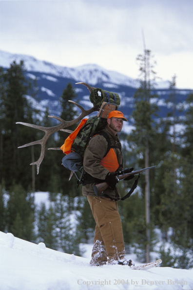 Big game hunter packing elk rack out on snowshoes.