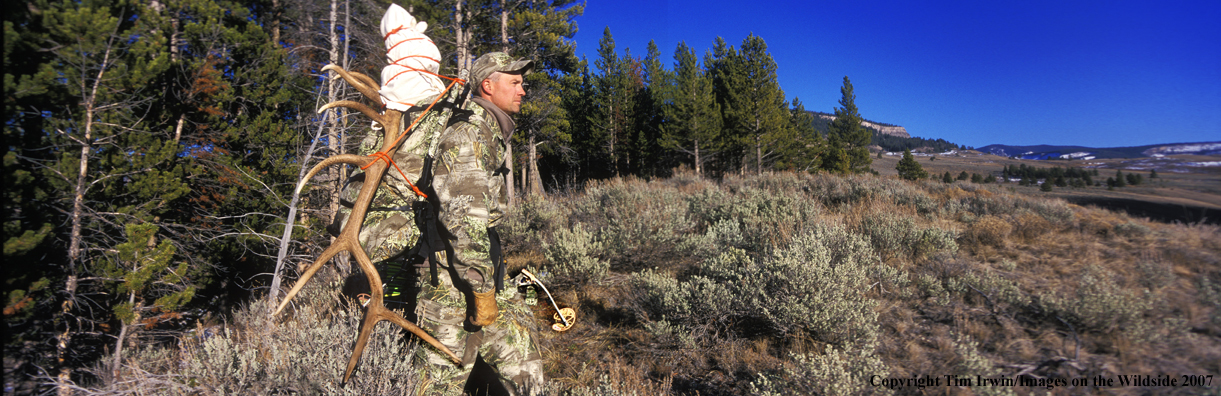 Bowhunter walking out of forest with nice elk rack on back.