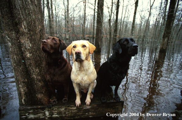 Black, chocolate, and yellow Labrador Retrievers on stand