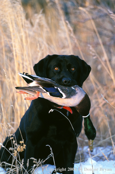 Black Labrador Retriever with mallard