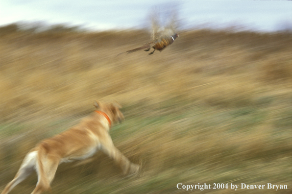 Yellow Labrador Retriever chasing pheasant