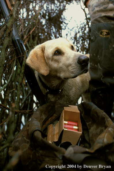 Yellow Labrador Retriever in blind 