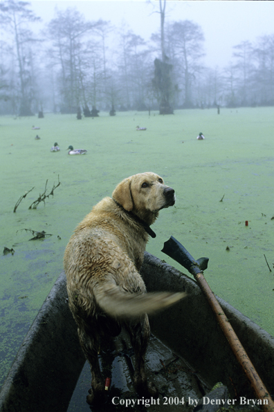 Labrador retriever in boat in bald cypress swamp with decoys.