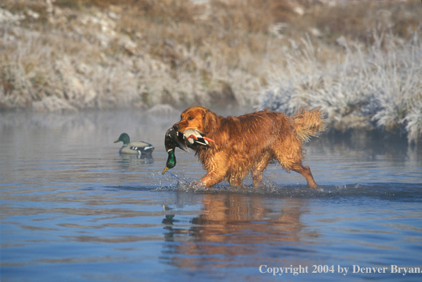 Golden Retriever with bagged duck.  