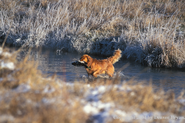 Golden Retriever with bagged duck.  