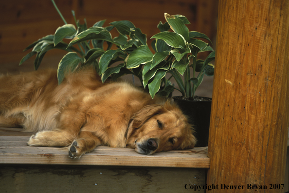 Golden Retriever laying on deck.