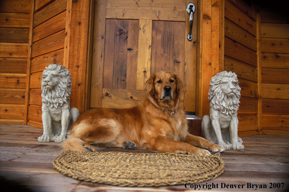 Golden Retriever on doorstep.