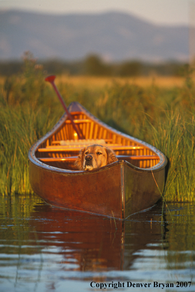 Golden Retriever in canoe.