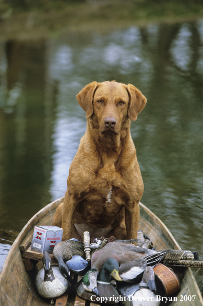 Chesapeake Bay Retriever in field