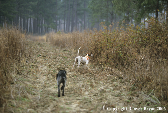 Hunting dogs in field