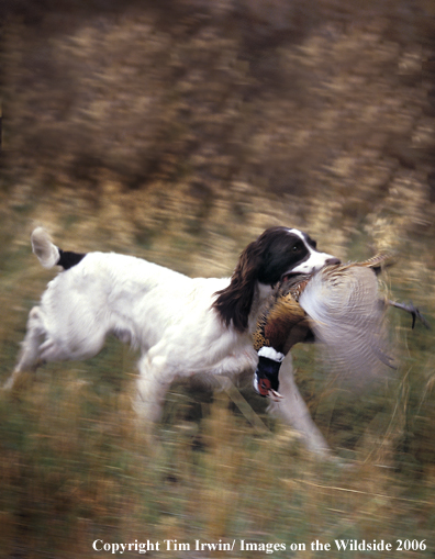 Springer Spaniel retrieves pheasant.