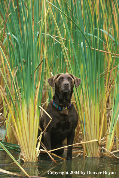 Chocolate Labrador Retriever in marsh