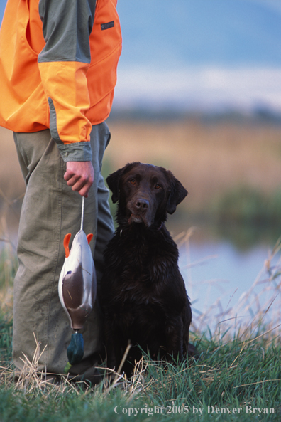 Chocolate Labrador Retriever with trainer