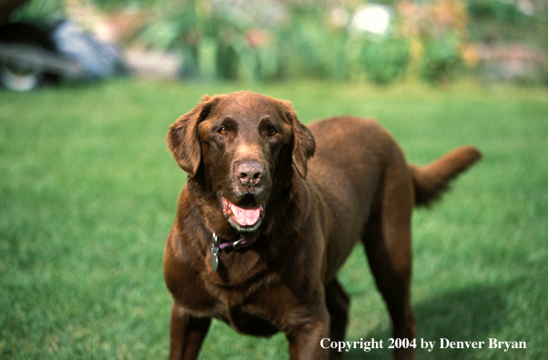 Chocolate Labrador Retriever 