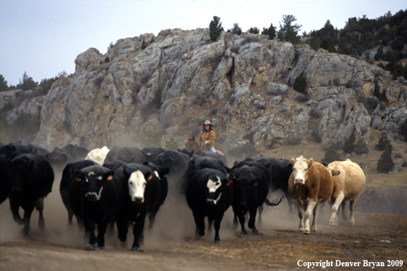 Cowgirl moving cattle