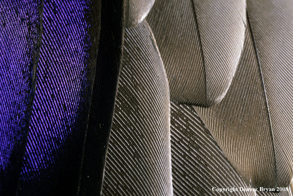 Mallard drake wing feathers