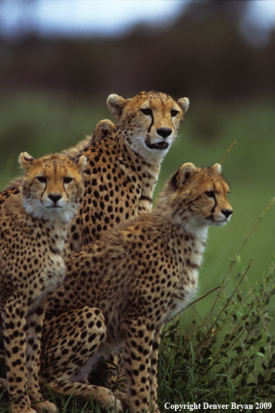 Cheetah with young.