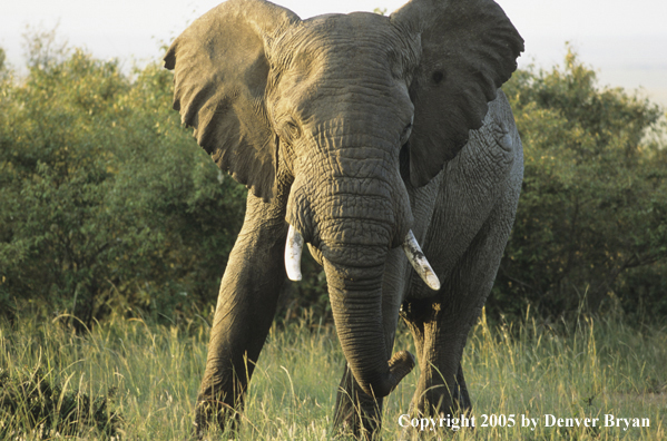 African Elephant