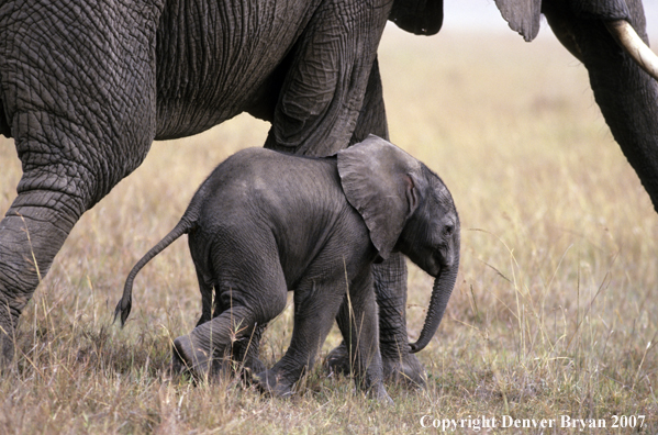 African Elephants