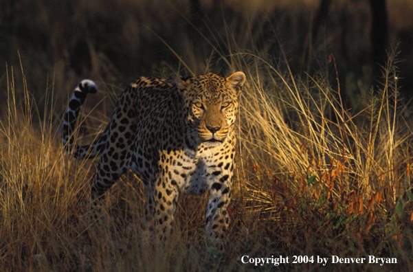 Leopard in habitat. Africa