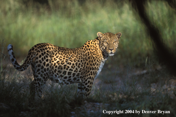 Leopard in habitat. Africa