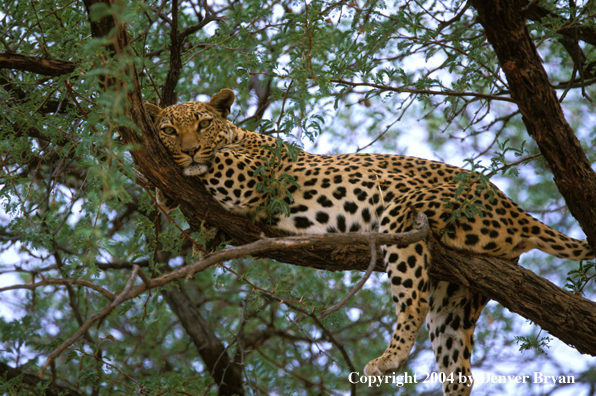 Leopard in tree. Africa