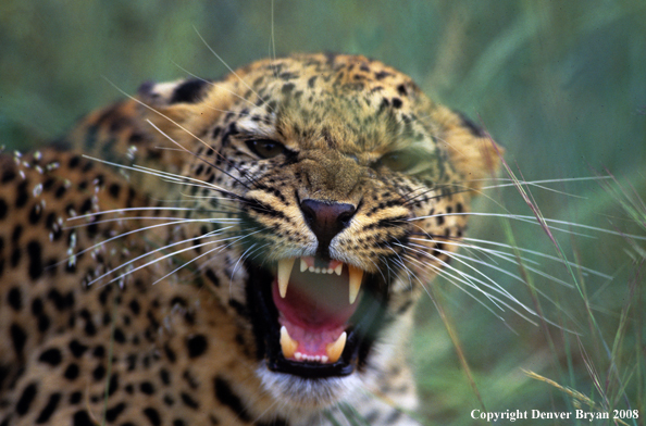 Leopard snarling