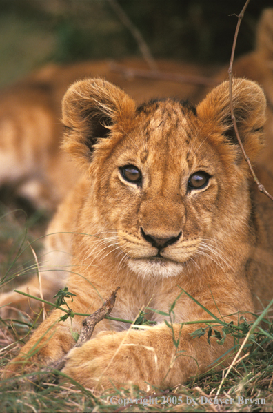 Lion cub in habitat. Africa