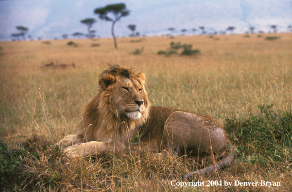 Male African lion in habitat. Africa