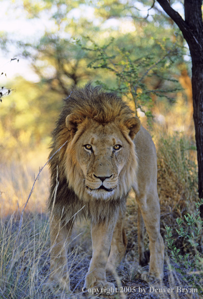 African lion in habitat.