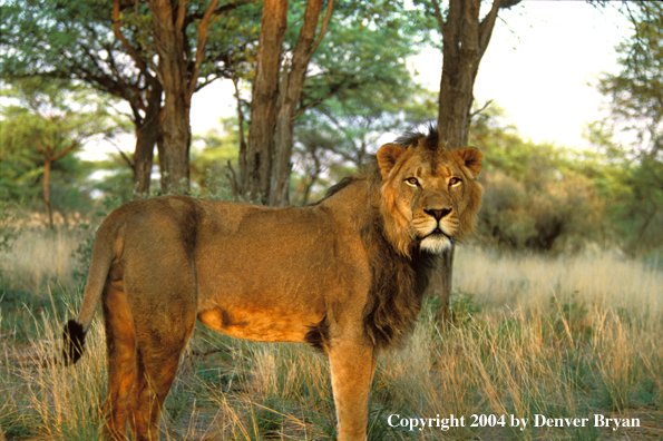 Male African lion in habitat. Africa